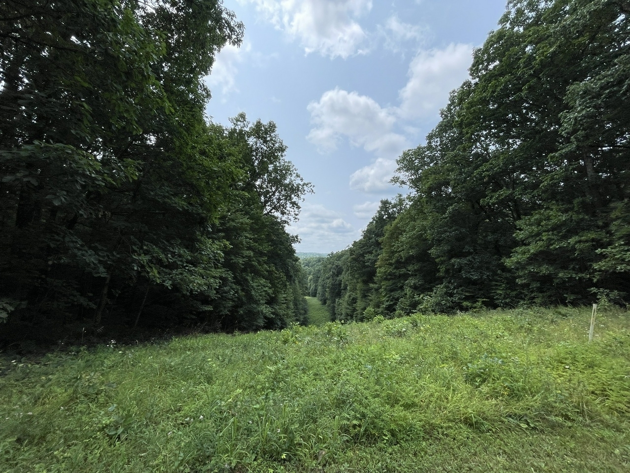 a meadow path